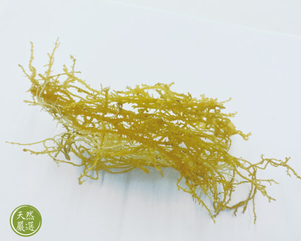 天然珊瑚草/海燕窩