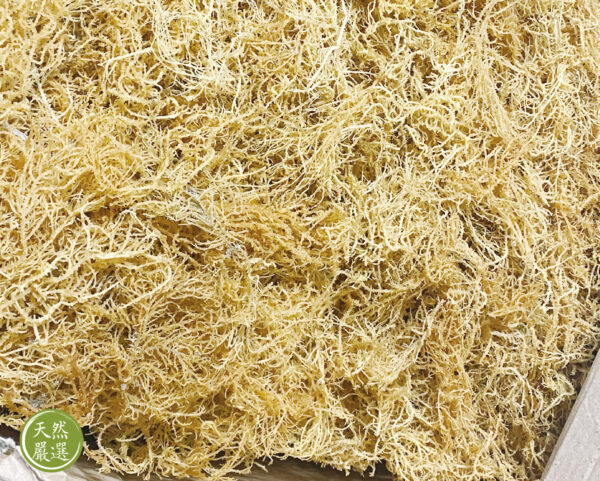 天然珊瑚草/海燕窩